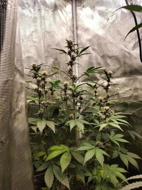 LSD25 Auto. Week 7