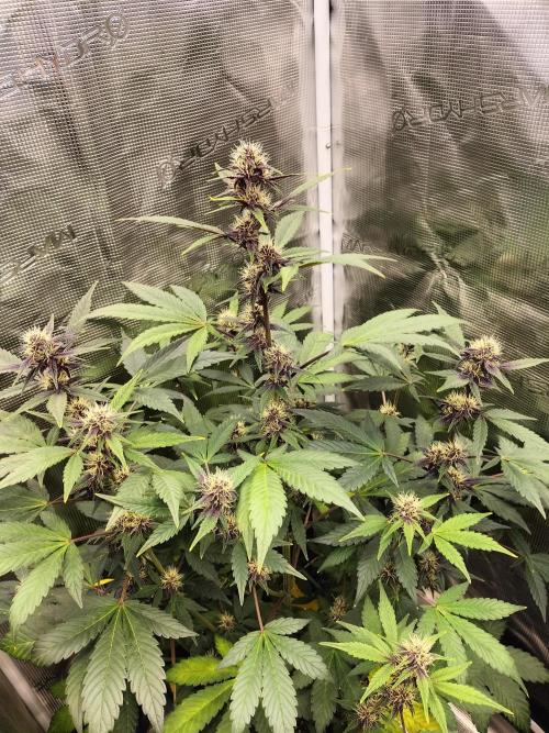 LSD25 Auto. Week 7