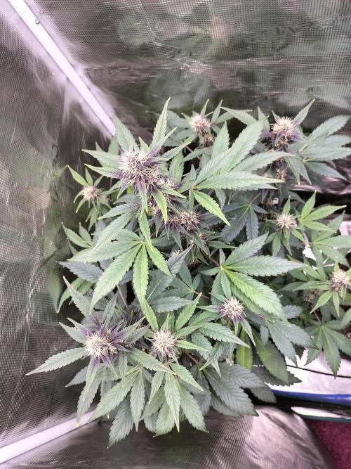 LSD25 Auto. Week 7