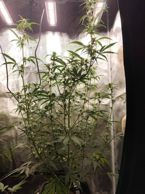 Gorilla Auto. Week 7