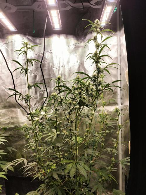 Gorilla Auto. Week 7