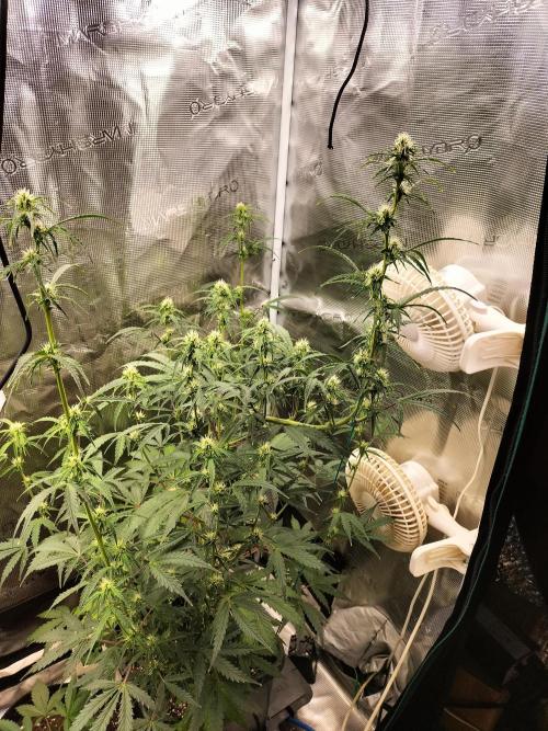 Gorilla Auto. Week 7