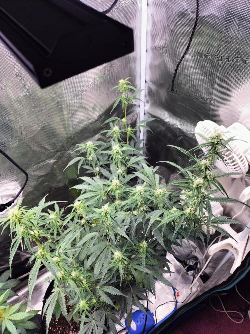 Gorilla Auto. Week 7