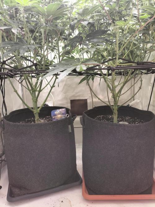 Sticky Broccoli - Eternity Cup 2026. Week 10