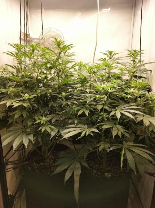 Sticky Broccoli - Eternity Cup 2026. Week 10