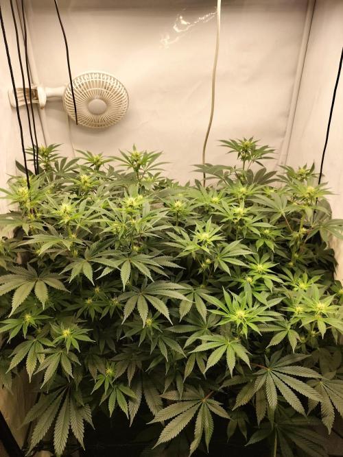 Sticky Broccoli - Eternity Cup 2026. Week 10