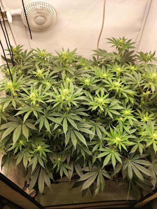 Sticky Broccoli - Eternity Cup 2026. Week 10