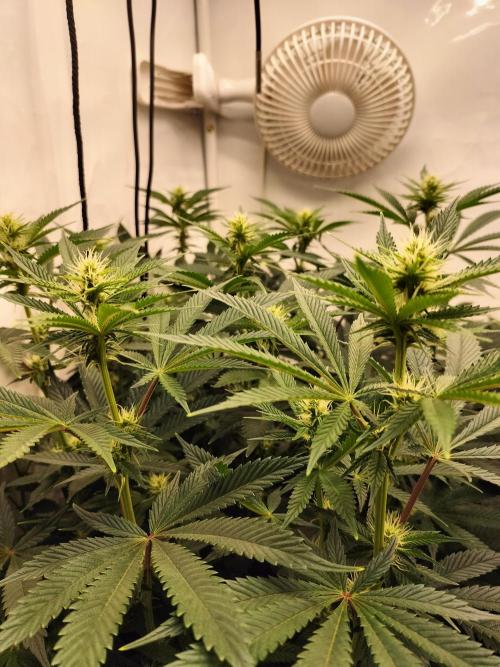 Sticky Broccoli - Eternity Cup 2026. Week 10