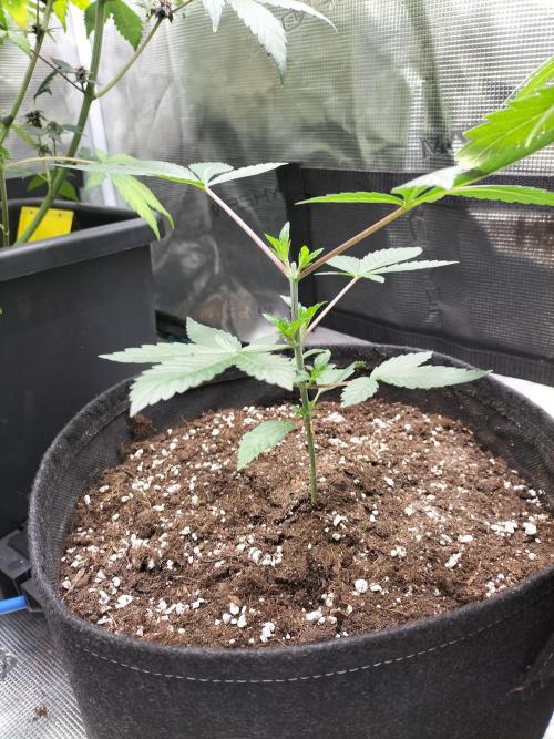 Tropical Ice Cream. Week 4