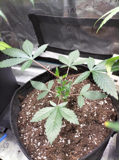 Tropical Ice Cream. Week 4