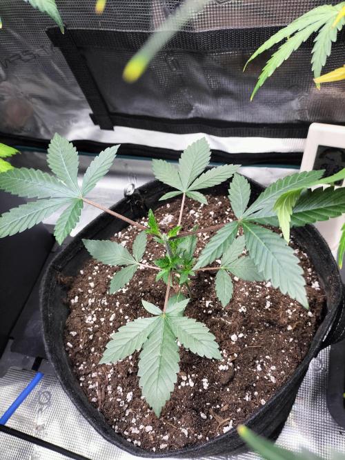 Tropical Ice Cream. Week 4