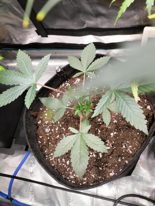 Tropical Ice Cream. Week 4