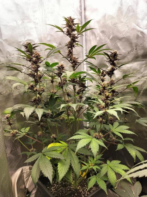 LSD25 Auto. Week 8