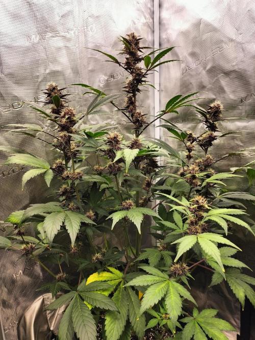 LSD25 Auto. Week 8
