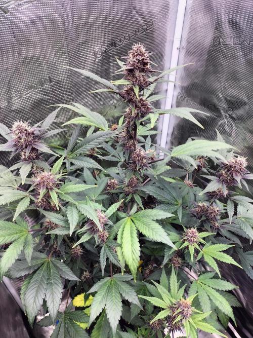 LSD25 Auto. Week 8