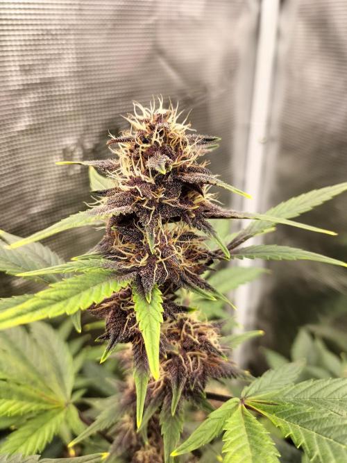 LSD25 Auto. Week 8
