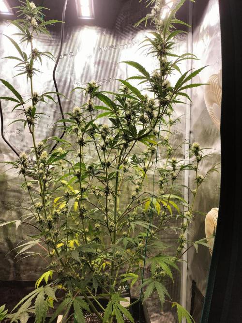 Gorilla Auto. Week 8