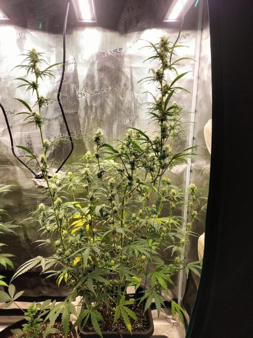 Gorilla Auto. Week 8