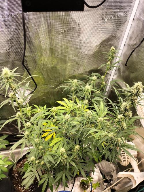 Gorilla Auto. Week 8