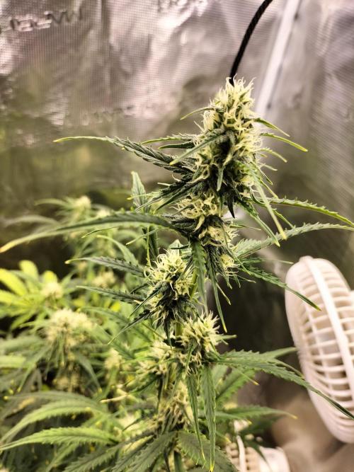 Gorilla Auto. Week 8