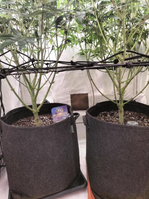 Sticky Broccoli - Eternity Cup 2026. Week 11