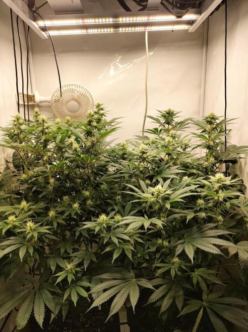 Sticky Broccoli - Eternity Cup 2026. Week 11