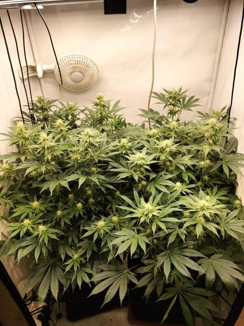 Sticky Broccoli - Eternity Cup 2026. Week 11