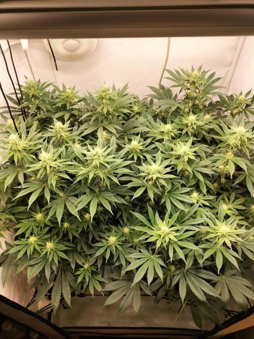 Sticky Broccoli - Eternity Cup 2026. Week 11