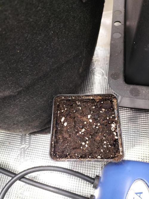 Amnesia Haze Fast. Week 0