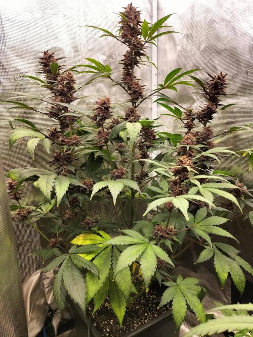 LSD25 Auto. Week 9