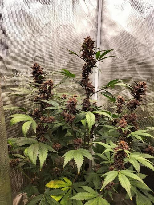 LSD25 Auto. Week 9