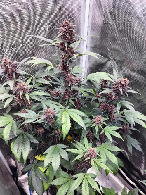 LSD25 Auto. Week 9