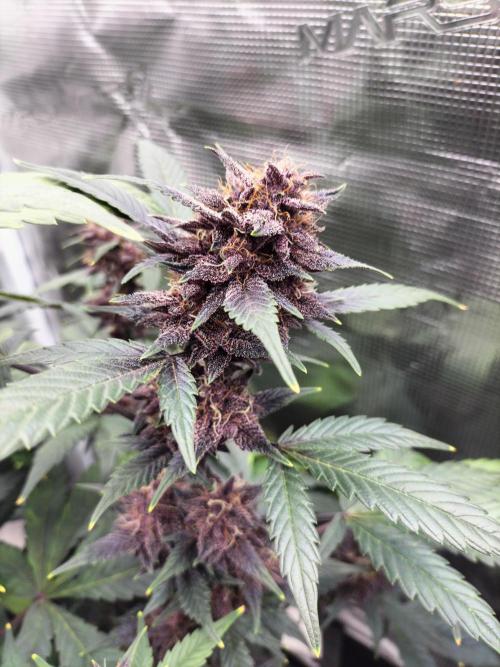 LSD25 Auto. Week 9