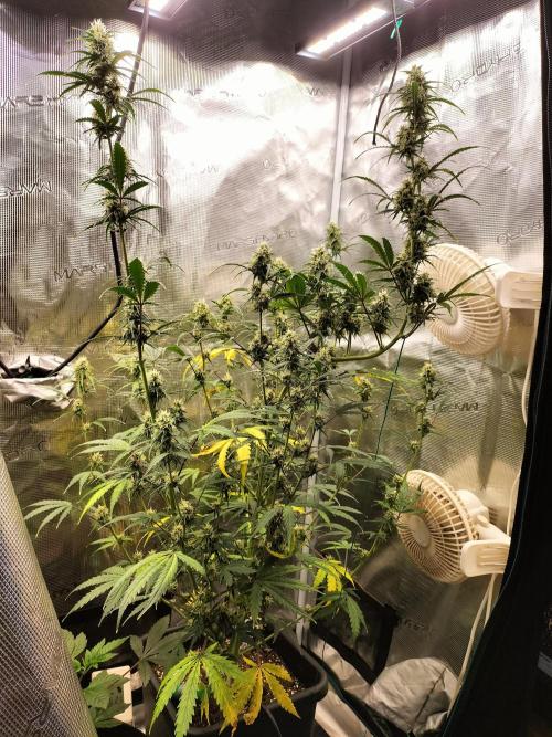 Gorilla Auto. Week 9