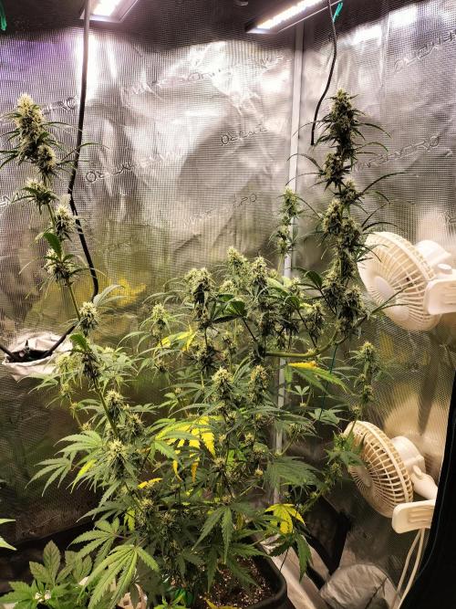 Gorilla Auto. Week 9