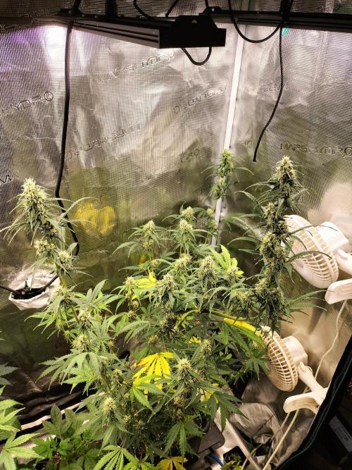 Gorilla Auto. Week 9
