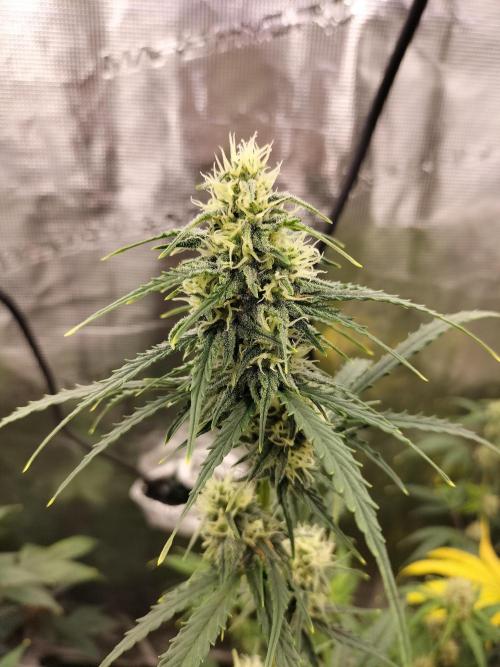 Gorilla Auto. Week 9