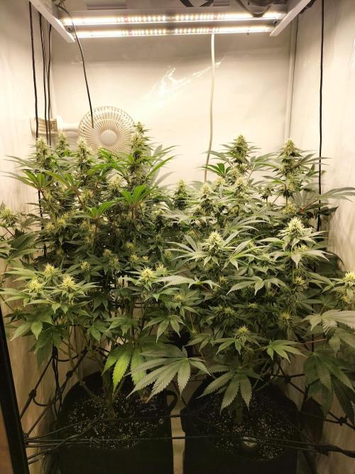 Sticky Broccoli - Eternity Cup 2026. Week 12