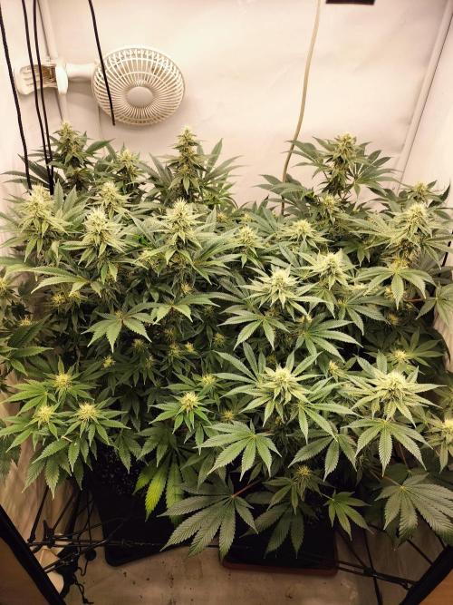 Sticky Broccoli - Eternity Cup 2026. Week 12