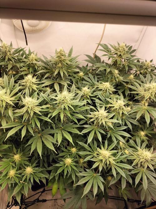 Sticky Broccoli - Eternity Cup 2026. Week 12