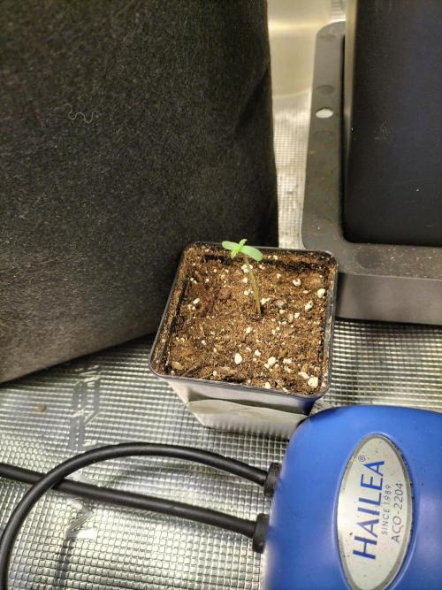 Zkittlez. Week 0