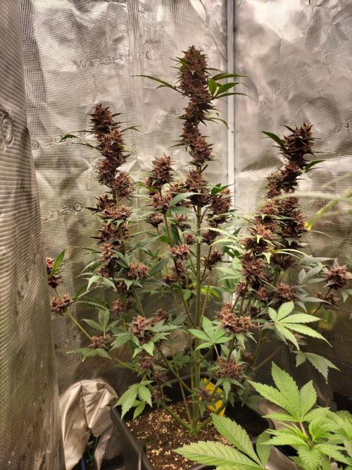 LSD25 Auto. Week 10