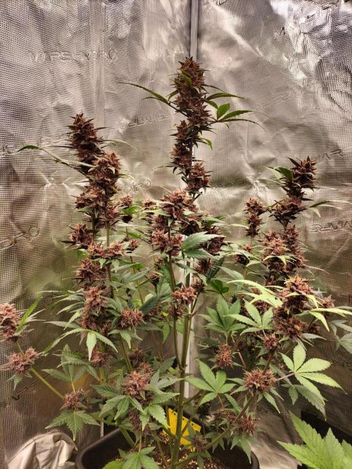 LSD25 Auto. Week 10