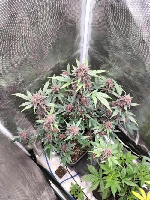 LSD25 Auto. Week 10