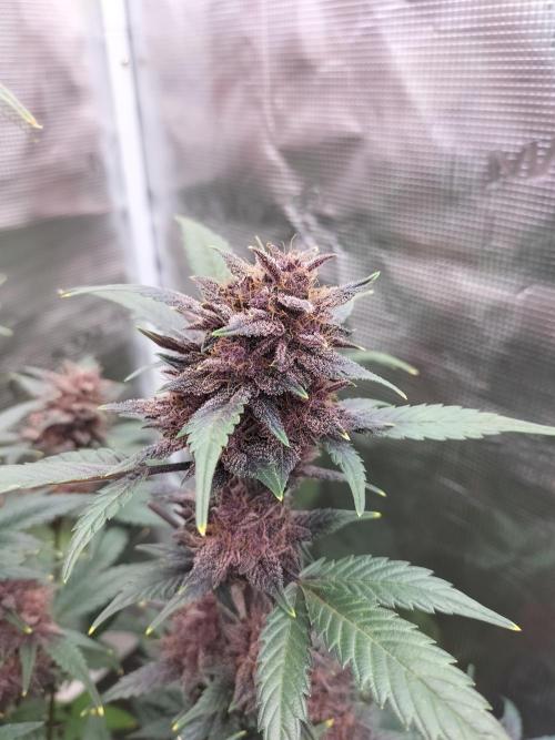 LSD25 Auto. Week 10