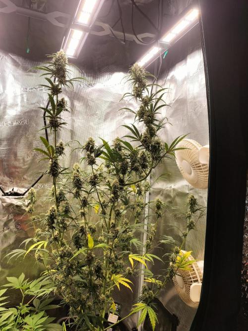 Gorilla Auto. Week 10