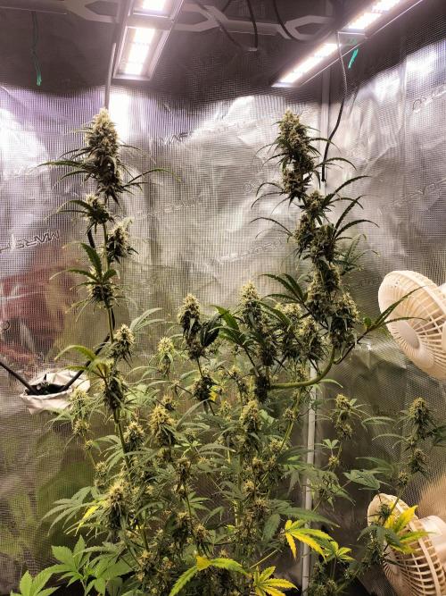 Gorilla Auto. Week 10