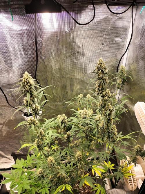Gorilla Auto. Week 10
