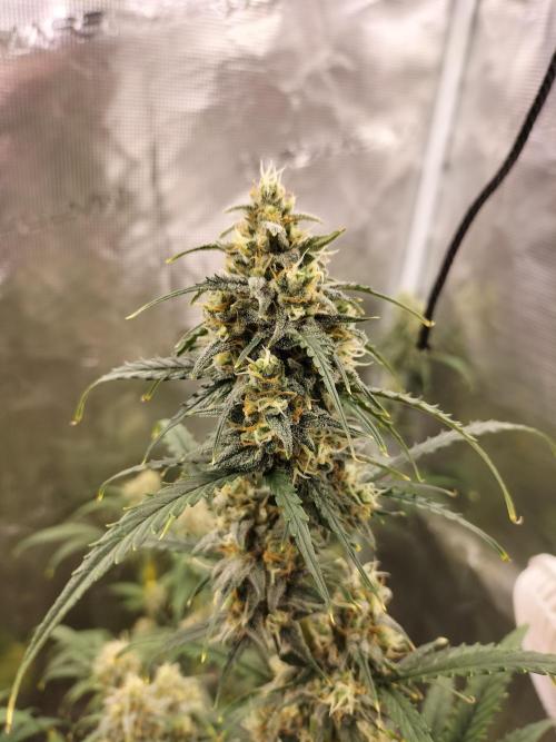 Gorilla Auto. Week 10