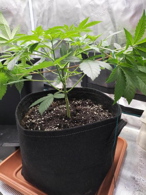 Tropical Ice Cream. Week 5